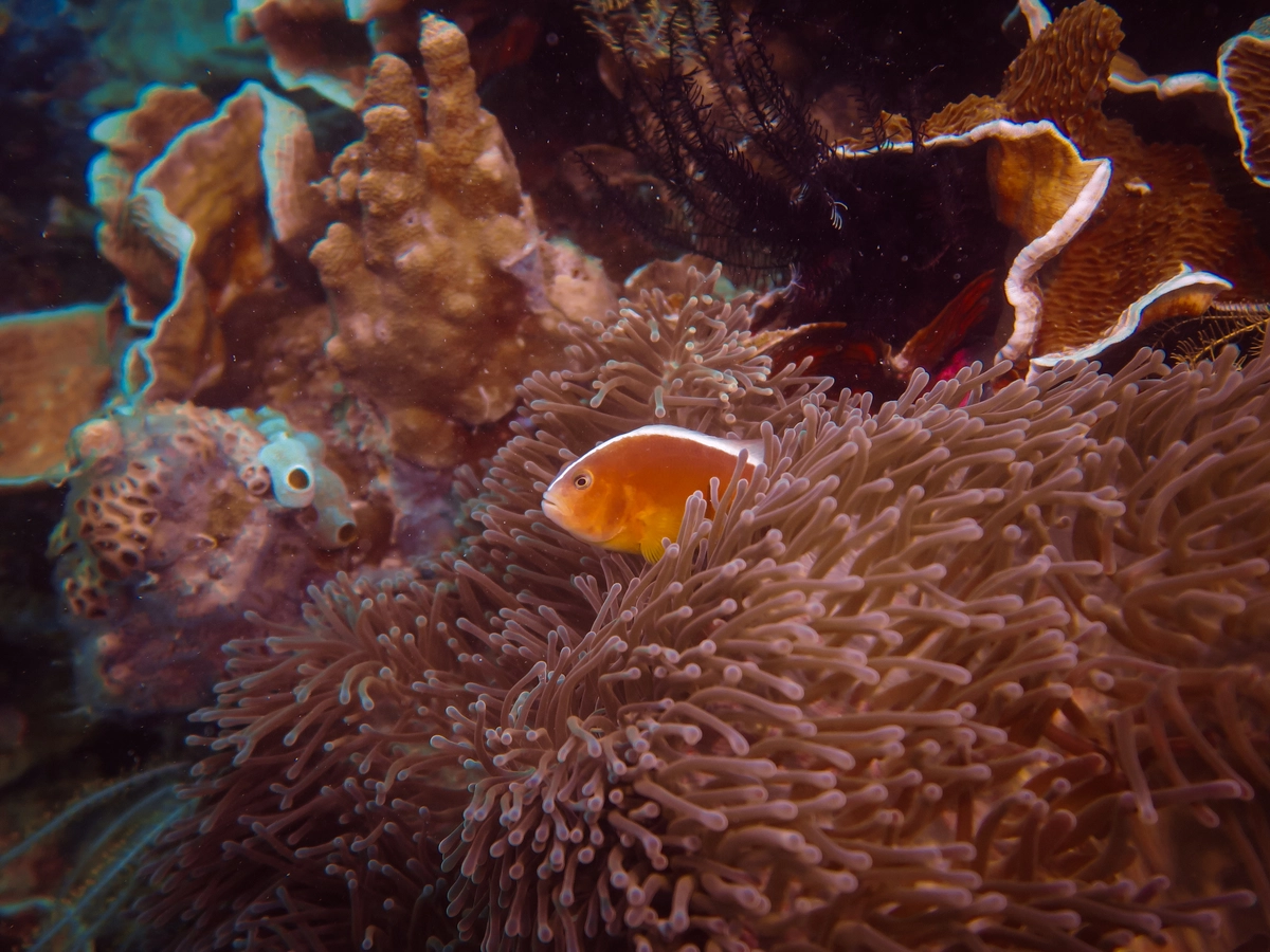 Clownfish and its anemone